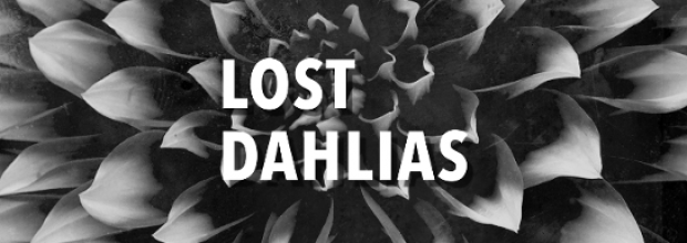 Lost Dahlias